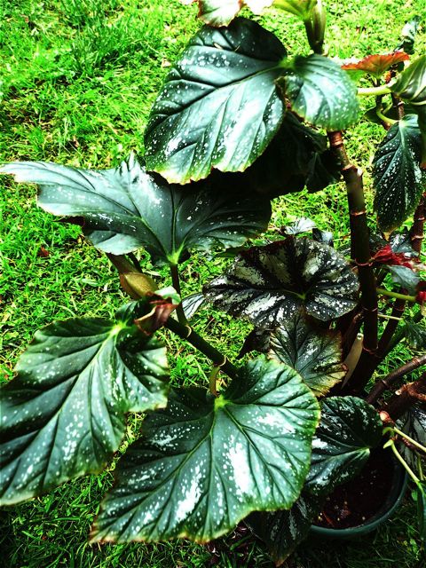 B. teuscheri